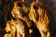 Seven lions have escaped from a local safari park near Louis Trichardt. 