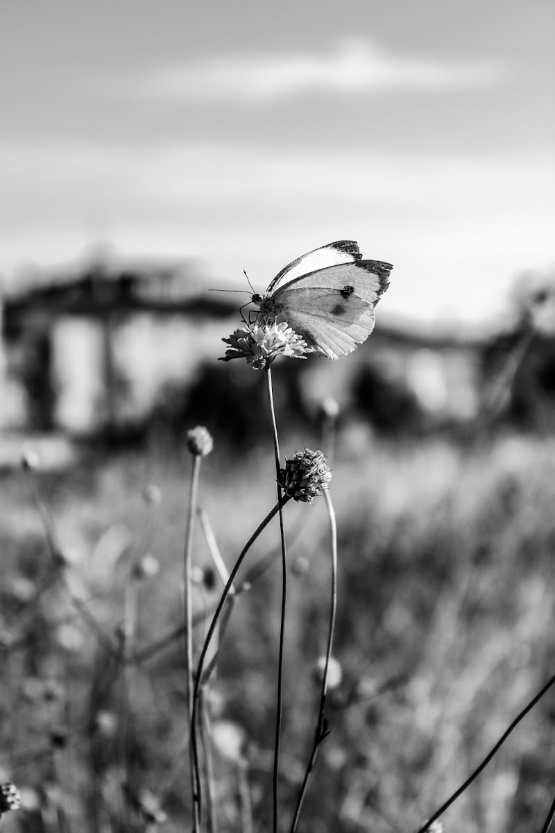 Carefree Butterfly... di utente cancellato