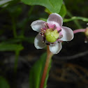 Umbellate Wintergreen