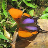 Purple-stained Daggerwing Butterfly