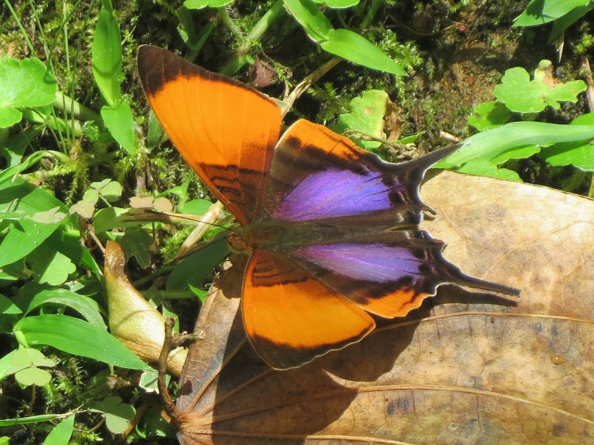 Purple-stained Daggerwing Butterfly