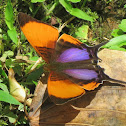 Purple-stained Daggerwing Butterfly