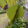 Emmigrant caterpillar