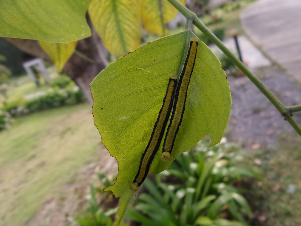 Emmigrant caterpillar