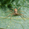 Running crab spider