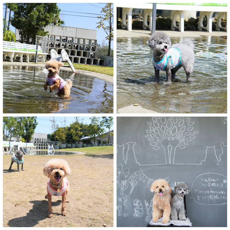 X7のお盆休み・夏っぽい写真展に関するカスタム事例の投稿画像2枚目