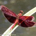 Ramburi Red Parasol