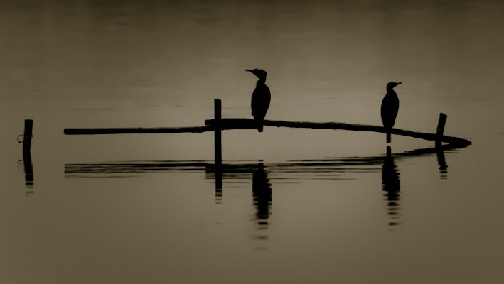 Gli indifferenti di marco pardi photo