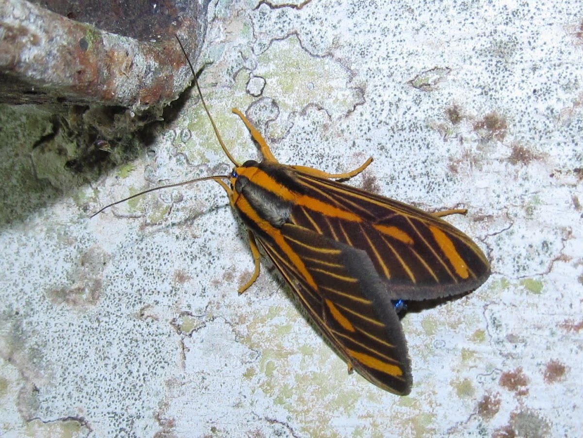 Erebidae moth