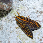 Erebidae moth