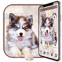 Puppy husky dog theme 1.1.5 APK Télécharger