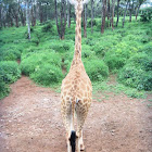 Somali Giraffe