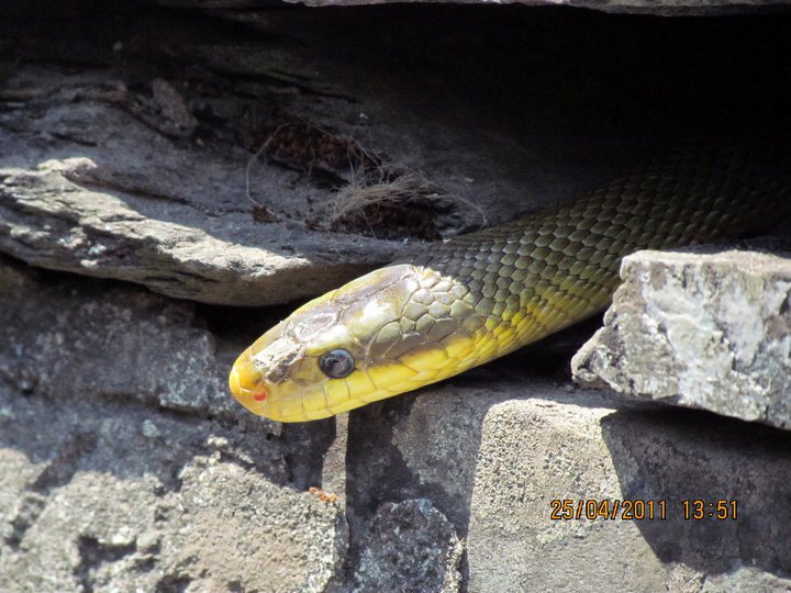 Ptyas mucosa,(Oriental Rat snake)