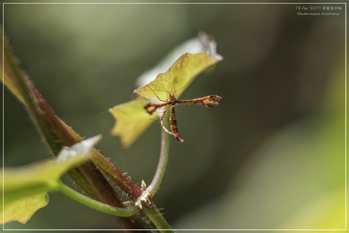 Deuterocopus socotranus 索葡萄羽蛾