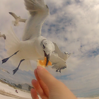 Laughing Gull - winter plumage