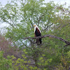 African Fish-Eagle