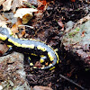 fire salamander