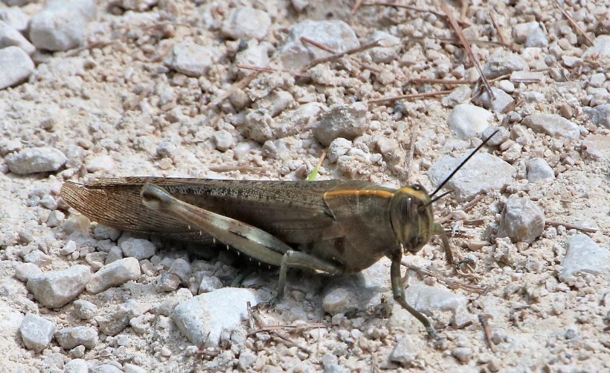 Egyptian locust