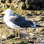 Lesser Black-backed Gull; Gaviota Sombría