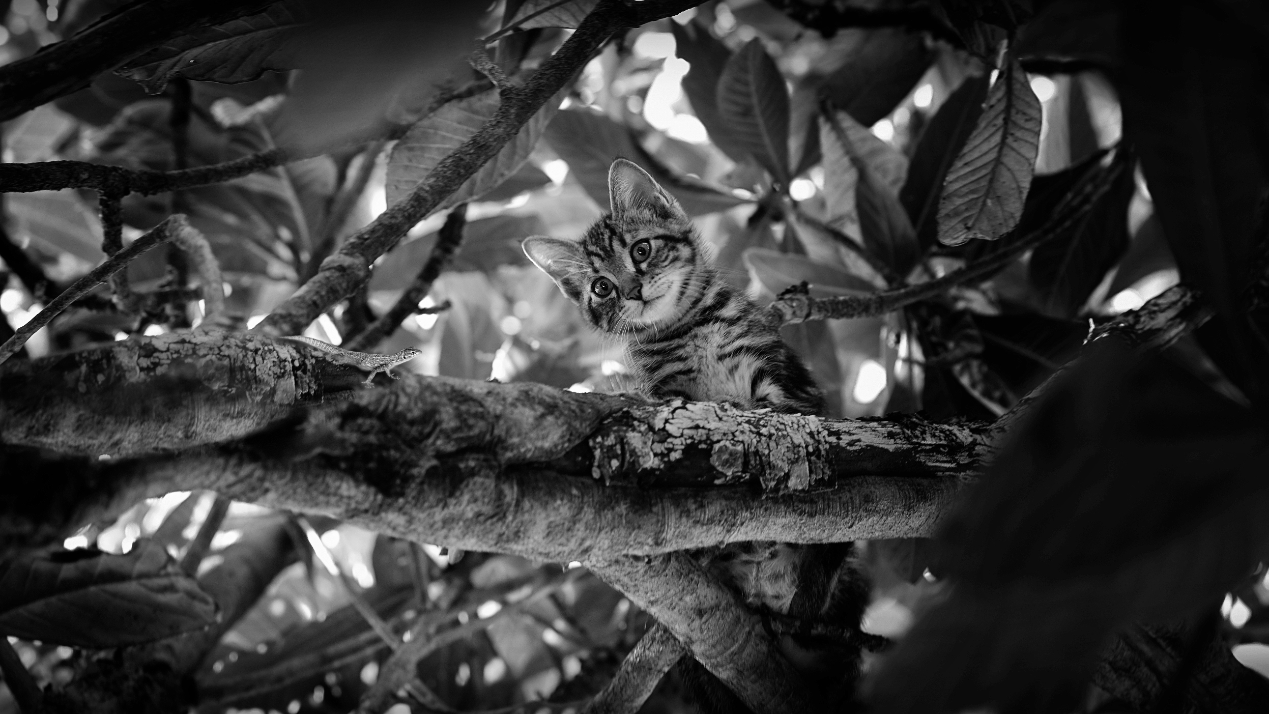 istinto predatore -caccia alla lucertola- di Daniela Ghezzi