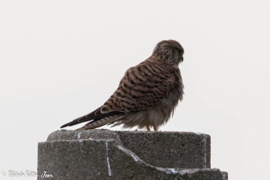 Kestrel; Cernícalo Real