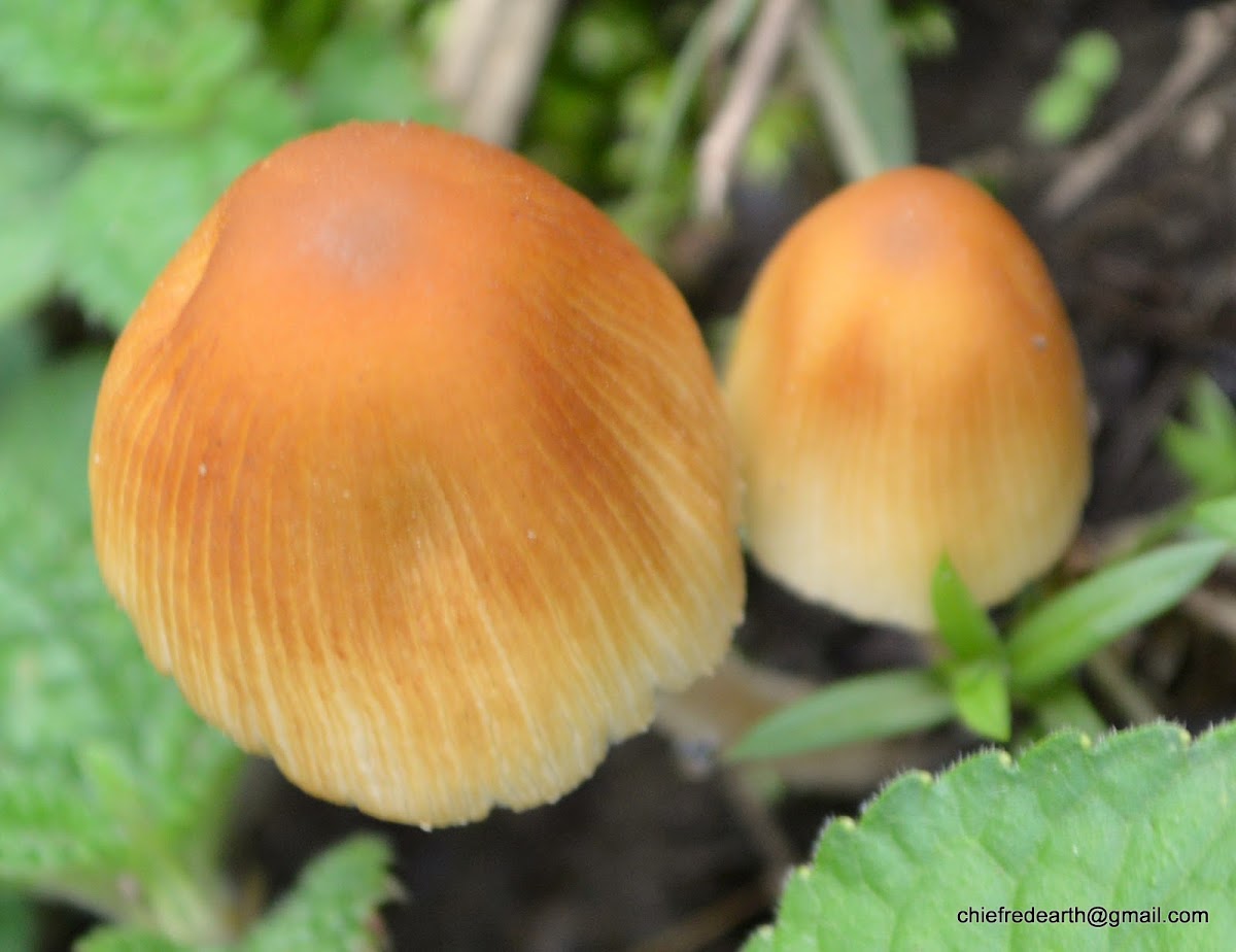 mica cap, shiny cap, and glistening inky cap