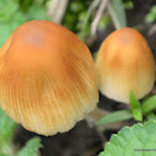 mica cap, shiny cap, and glistening inky cap