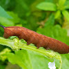 Hummingbird hawkmoth Caterpillar