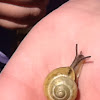 Garden Snail