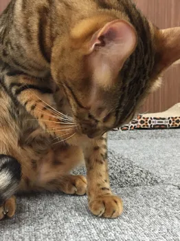 死神との恋