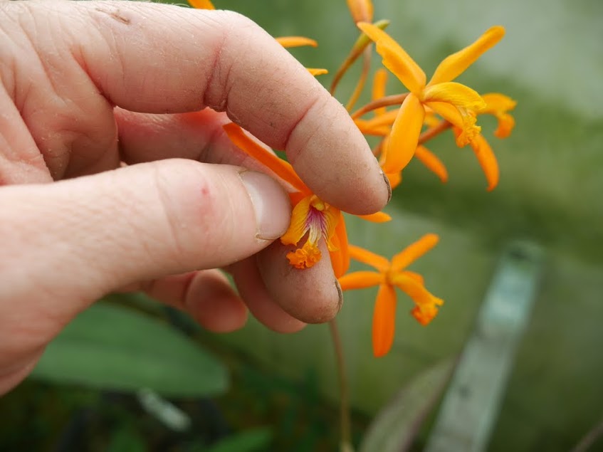 Cattleya (Laelia) angereri ILtzPZZ2KaEpipzPm078_XDvecEXKIJoG-DdnYdr2EV1D5G45E9OwswJps-RIcWUYLN4m2SvRN1o2weZk8QFGY8GalESgaQAAJnpb29EepXDdggLlvbAzVdvzSrqzGnLTveV_TLhaYwI5v2eDBLVnMq9zlCEcU9KAVDhS4AUvZncdC6fycygBHK8HmdFUzzaUitukqyt21eqBSKtIWMfPsryYM3LSy6lDFr8lWnzcxjbekjZxYvXDlVtOVDjuLRq-4NYJkLjrx0LBB_FcmOYD-H65p93OPhtdfilmMuniwRDAITQBcAL3QsedCstP85F6ZpeRphVN9tt_cOiHaT4xfPhwBtDvtUdtudrcmMA3U4cPeirziCZOeTS5KiqnSOd97LMuGW_mghVCxnGprPRmVxeOCzG1IWQSyi44rbReJ5O2dUD4ysbBZXyxeWnA8txr_xCO6Z44cY-gXPkPHKOAuZtwwW8yKSg7fHhxzXGxKs2F5mMX1Td7UN-e-jzYgm3NJITb39BBLxQfnwyuUH0KlthcYz_0ELkFbeYkoOxubryZZvEpgaA_QoTMZ-jtTeh5d2Nmtid282Anemp1KmQtvlU-5Q01dkif1MjT7CVTJYmL9F78kDy=w847-h635-no