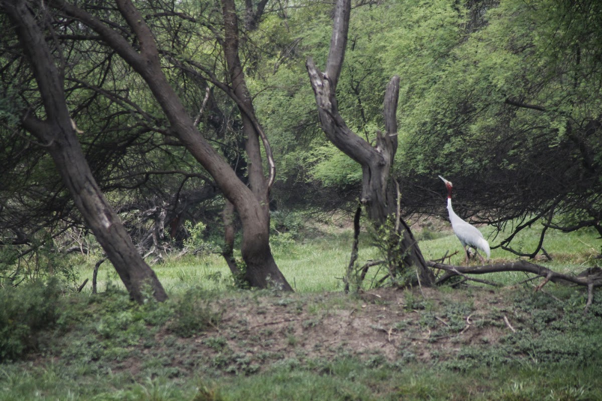 Sarus Crane