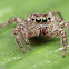 Pantropical Jumping Spider