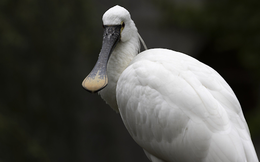 White duck-billed bird screenshot 1