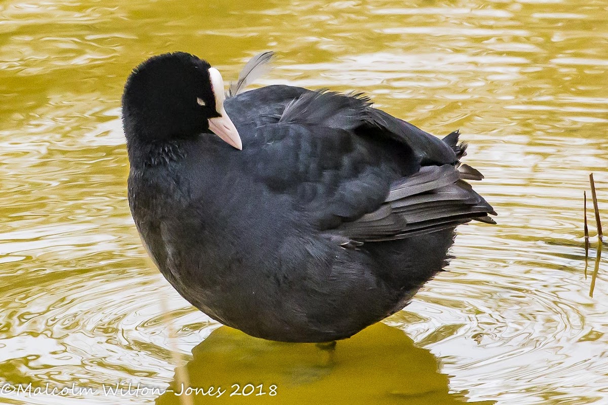 Coot