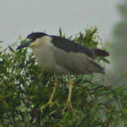 Black-crowned Night Heron