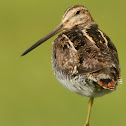 Wilson's Snipe