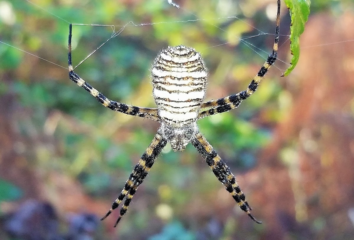 Banded Garden Spider Project Noah