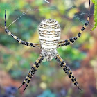 Banded garden spider