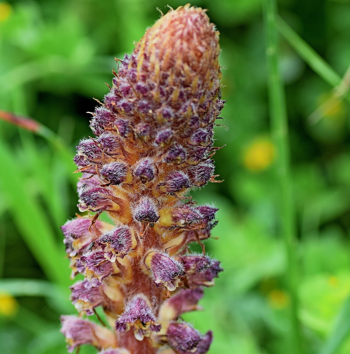 Hairy Broomrape