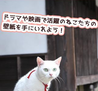 [コンプリート！] 猫侍 壁�� 738079-猫侍 あなご 壁紙