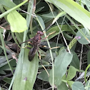 Paper wasp