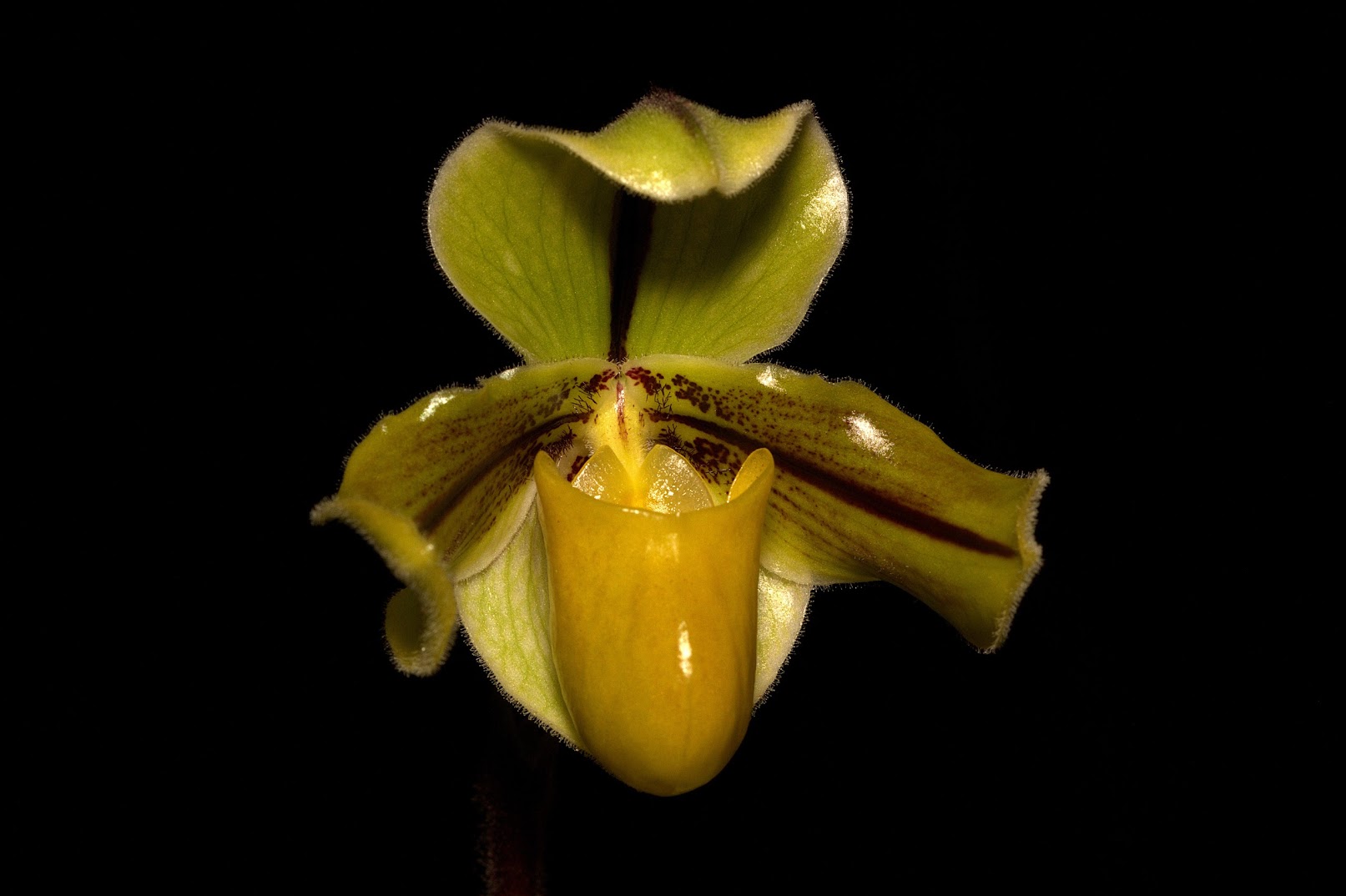 Paphiopedilum druryi IMU_co0ChBwOgfSZregbU_JSfopWVx55HE7RJwXgqdHit-u26MGMLWu6lZV73KI9LoFEO5gPp4jwksX_kyC07HZnxkqy3mYbxRvYWORuxvPgR2C3GNnQNtcIqB9SQLbbMlBhSY1Ifl_vVUVQz_ALMWmssxymTqBvlmzjFbXmpzB1t5Yy2c8Z01xe-eX9MyYmo9KWXFfjz0XEf9wrw12FMtDGqArDG20c58Rpn00fLghm_6_foFIS-g5Jd-0VpGNVbdLN_ZZvOwLLvnLhtWe7DTG23p4NyXYYgUmjNKfFMnZTXDbB9RTUoR1NgSftcXCXb2CzulicX8xMxTiSYFRclrrFpSOdXj4boq4pBkH5XN8ArXhXbqsfp7dARNST-tBGriTVBkiig99PCDQgpPZcV9ovXTI4x1MDAgbFQvNQcTIsXgguZIThmVtas-PNYT3ybz1sEeqS6Xgk1w696_GACmn4YFFyb-NMo1IlN7ecc6lfsNgkGIVrGnwsSHSjtrBpk-d28EOpcsGXMwhhsKlLatwjFiPrA6ijjWCNkETqOhqqjFqoBH6jkCPIv_WIpJdTp8YIBaXs2pXRTeU-ZGUYy4yFSHRKwtdT_VuKQurXsROgSKdhRrmbzDehb0C2FEVJyqZgYPvtJojaBAQXedHWoy5PtYa7PEDMidoKsKhBKg=w1613-h1075-no