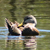 Mottled Duck