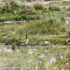 Canada Goose