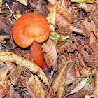 Orange Milkcap