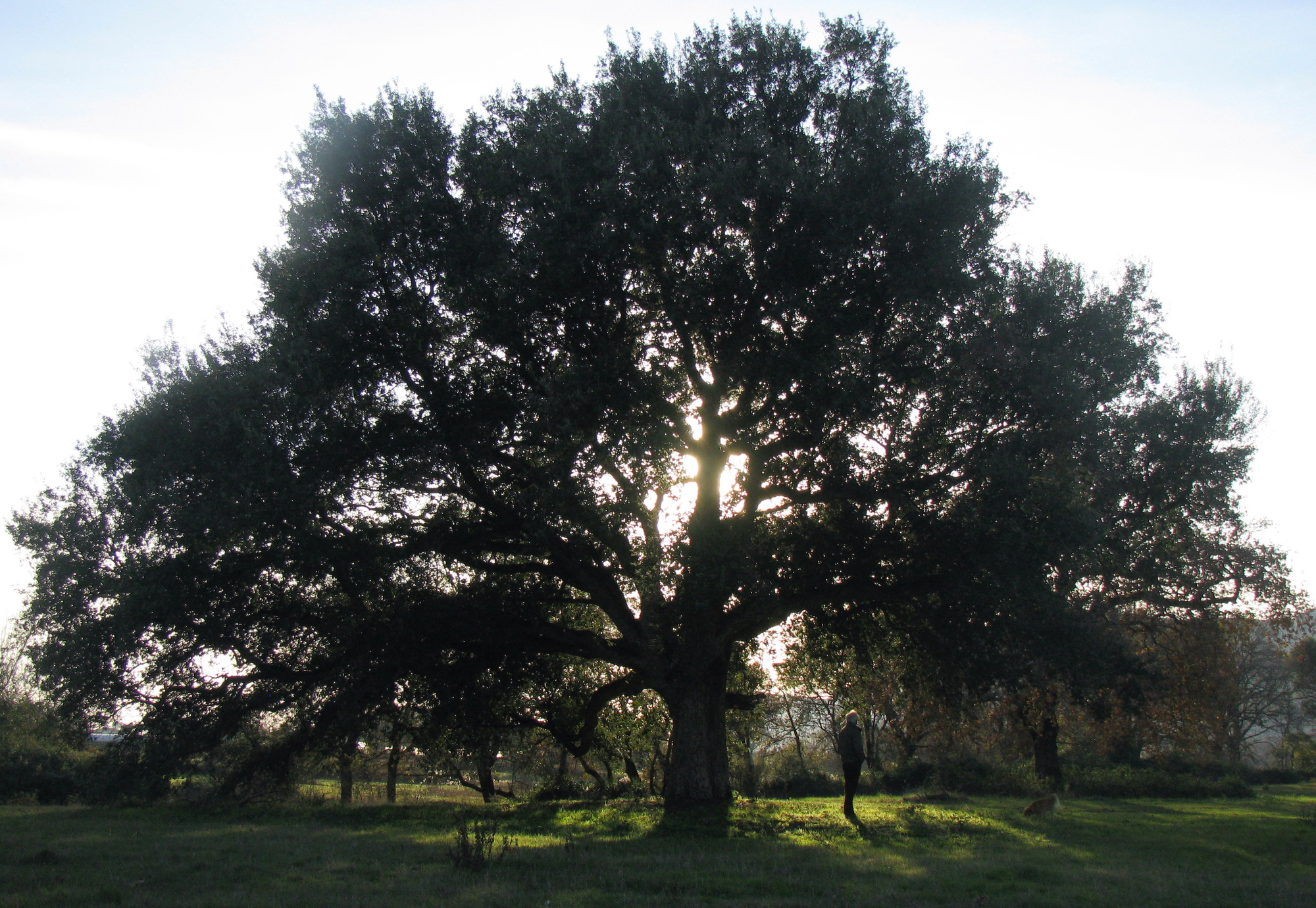 Il Grande Albero di Elisabetta Di Girolamo