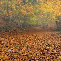 Tappeto autunnale di 