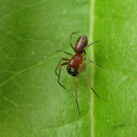 Mesh Web Weaver, male