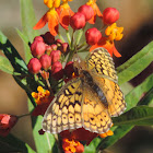 Variegated Fritillary